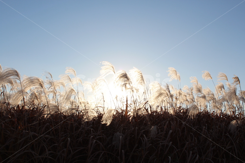가을,갈대,해,하늘,공원,가을,계절,fall,autumn,season,자연,풍경,nature,landscape,plant,식물,grass,잔디,lawn,reed