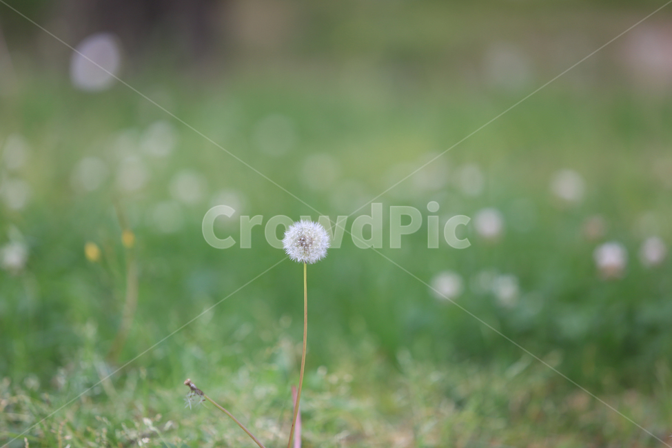 민들레홀씨,잔디,풀,초록,씨,green,grass,seed,식물,자연,plants,nature,감성,sensible,feeling,휴식,힐링,rest,relaxation,healing