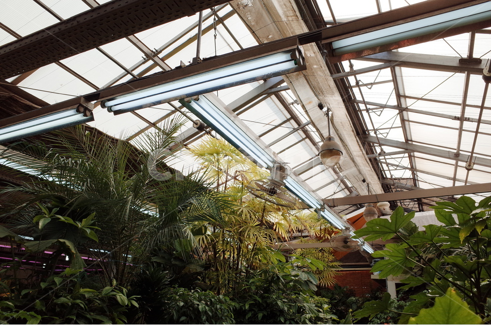 plants,greenhouse,꽃,식물,온실,양재꽃시장,식물,자연,plants,nature