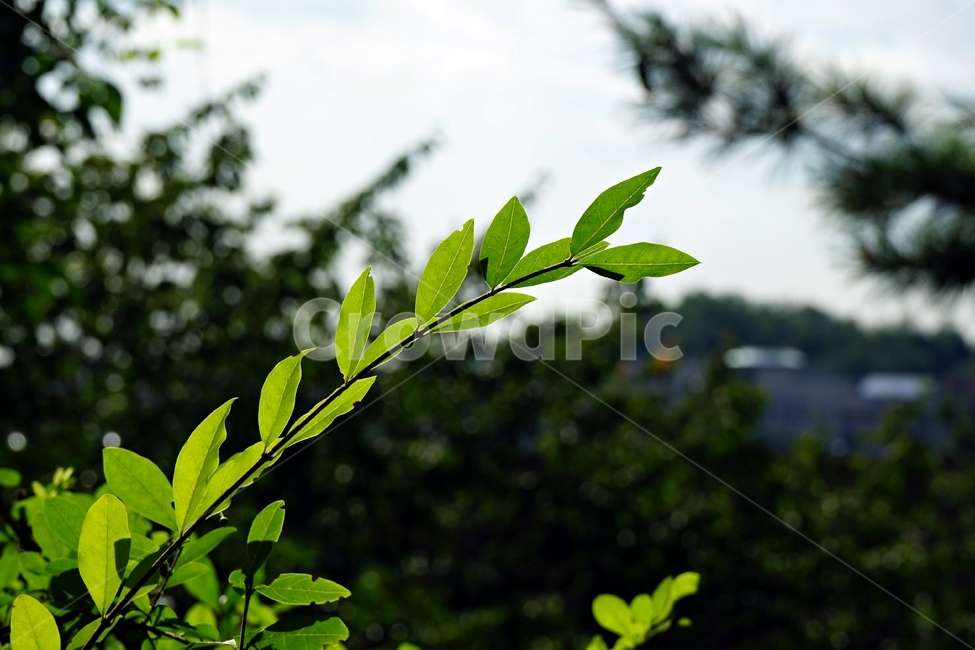 잎,식물,자연,역광,햇빛,녹색,연두색,식물,자연,plants,nature