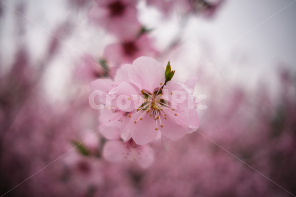 식물,벚꽃,아련함,봄,차분함,blossom,flower,꽃,봄,계절,spring,season