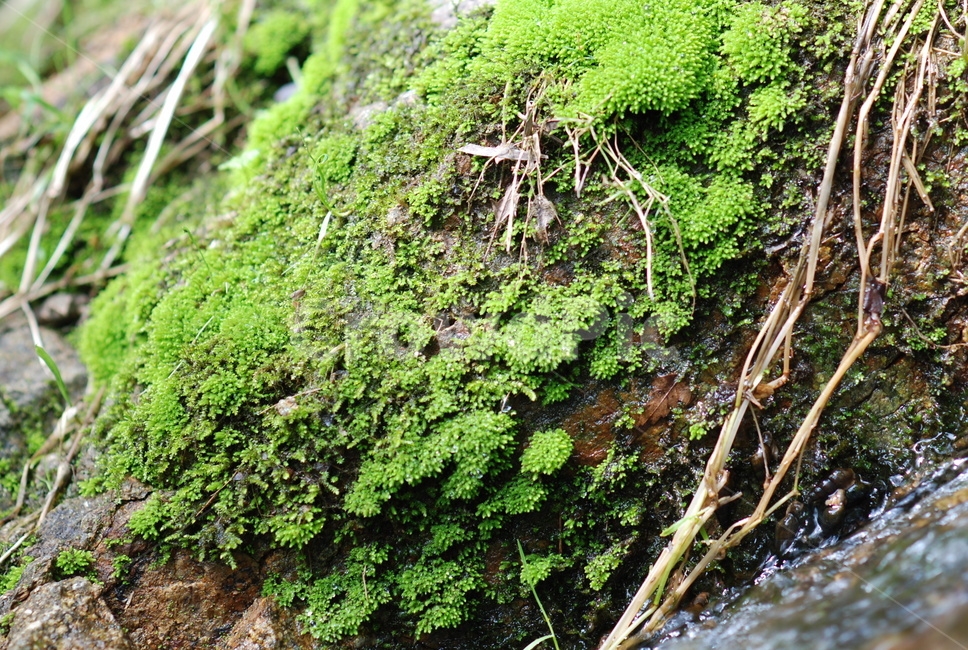 이끼,식물,plant,moss,초록,식물,자연,plants,nature