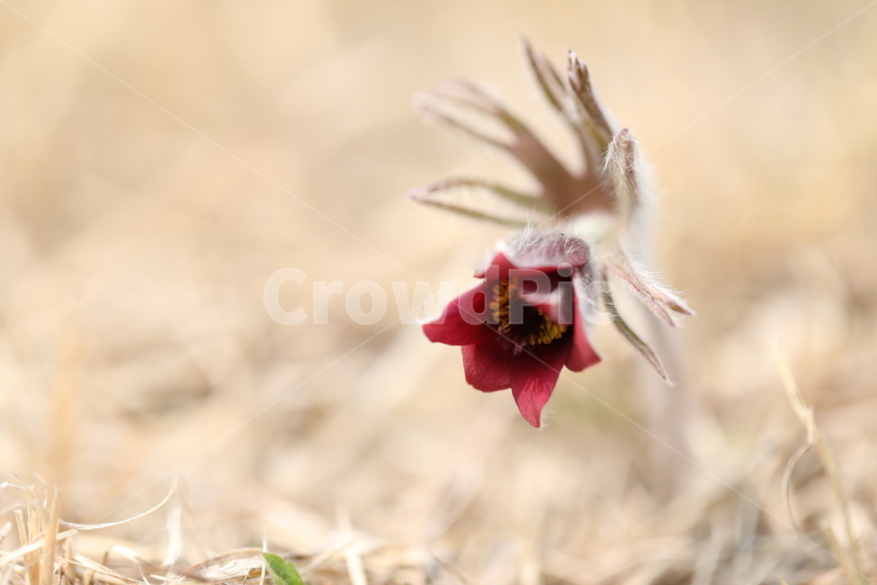 꽃,할미꽃,봄,봄꽃,자연,pasqueflower,nature,spring,식물,자연,plants,nature,꽃,flower