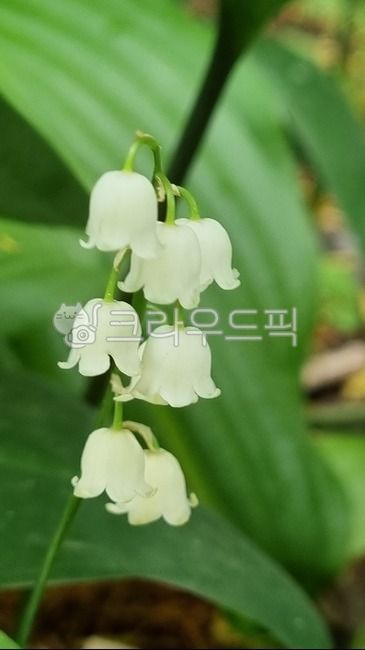 monocot plant,Liliaceae,green,lily of the valley,plant,perennial plant,bell shape,flower