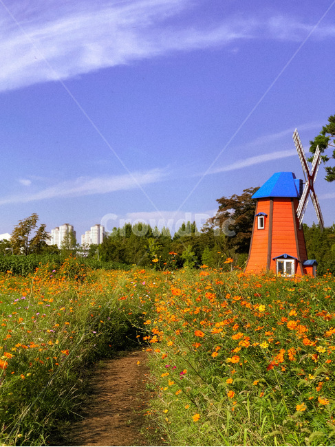 plant,flower,꽃,식물,blossom,nature,자연,outdoors,옥외,풍차