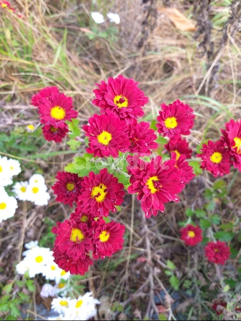 flower,들꽃,꽃,plant,빨간꽃,식물,자연,plants,nature,꽃,flower