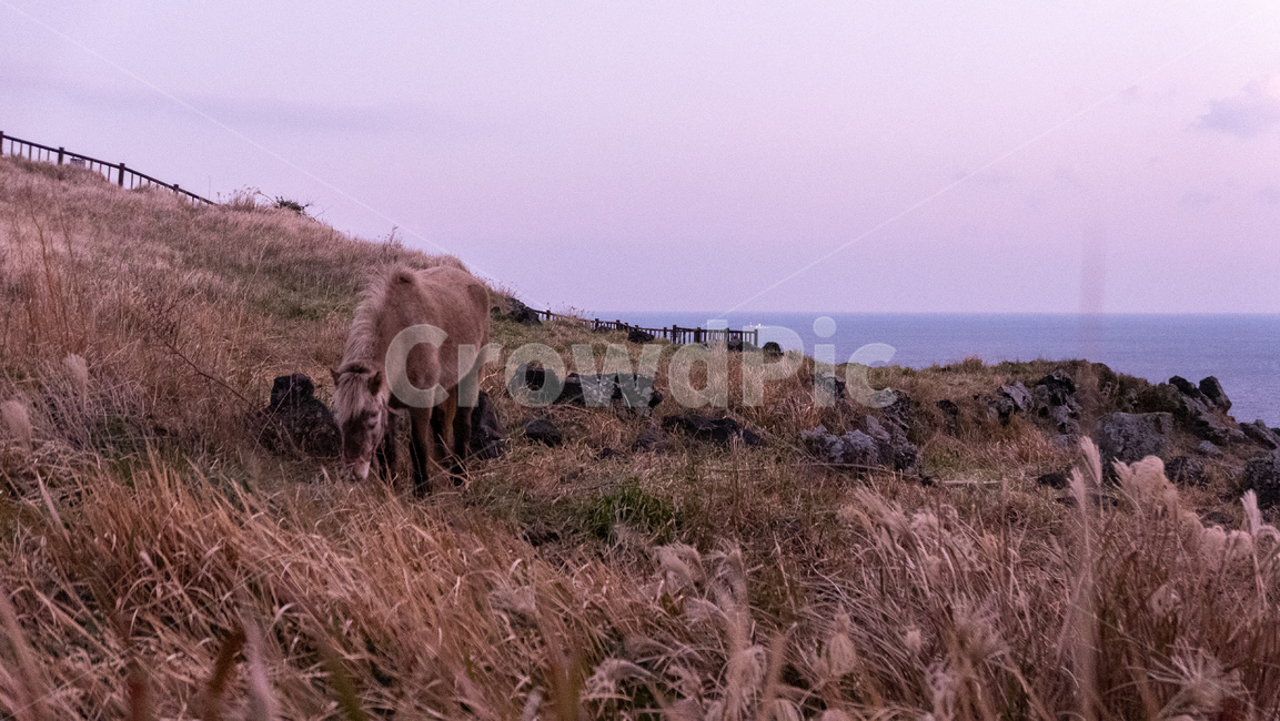 grassland,목초지,field,옥외,outdoor,들,송악산,제주,제주도,jeju,송악산둘레길,풍경,자연,landscape,nature,제주마,말,horse,제주도,jeju,jeju island,동물,animal,포유류,mammal,목축업,목장,livestock farming,ranching,pasture
