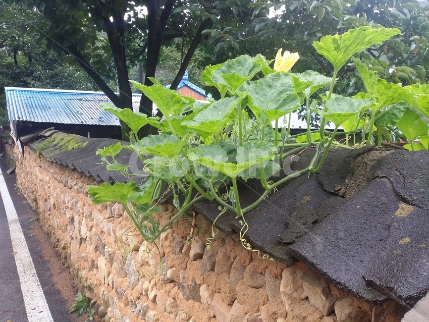 길,호박잎,담,토담,흙담,식물,자연,plants,nature