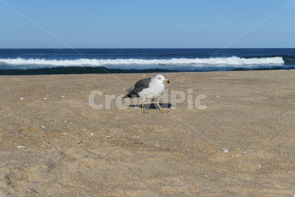 새,동물,animal,seagull,gull,바다,모래,하늘,sky,sea,sand,갈매기,파도,wave,해변,바다,beach,sea,동물,animal,조류,새,birds