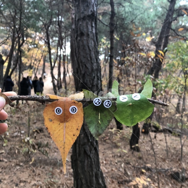 숲,나뭇잎,가을,잎,숲가족,숲창작물