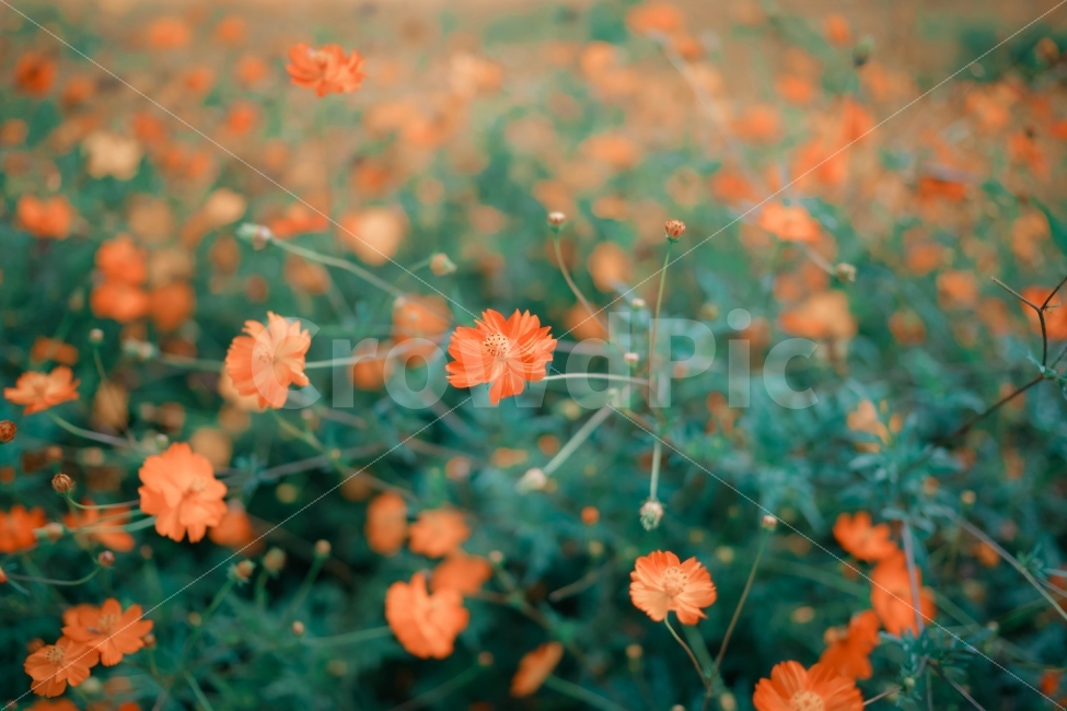 코스모스,가을,꽃,Flower,주황색,태화강,a9,sony,소니,미러리스,가을,계절,fall,autumn,season,식물,자연,plants,nature,꽃,flower,감성,sensible,feeling,plant