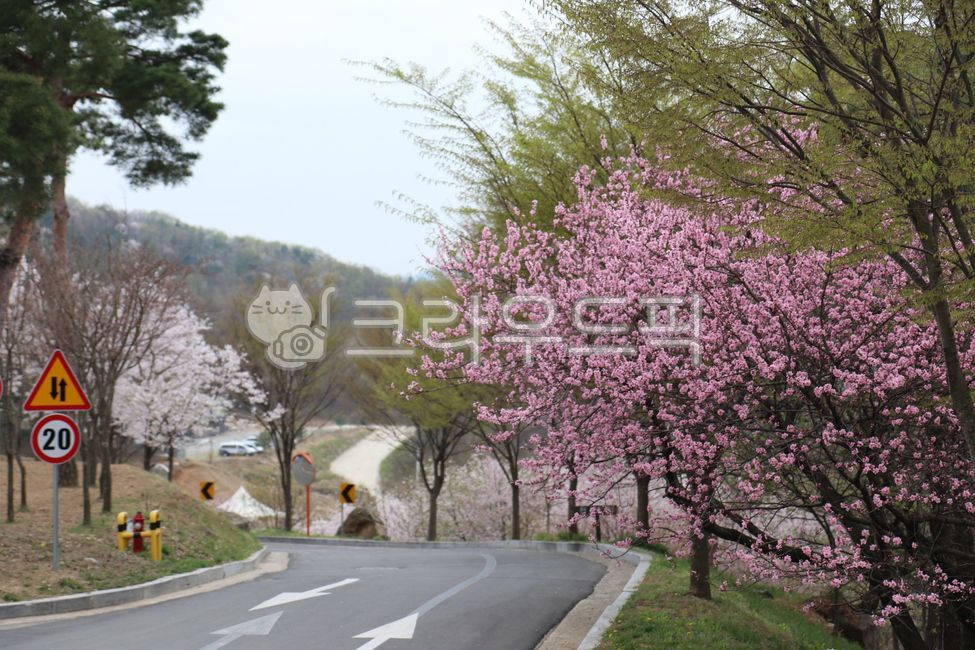 birthday,wedding congratulations,Siheon,Congratulations on passing the exam,spring flowers,spring,graduate,marriage,peach blossom,graduation season,family month,summer fall,Mothers Day,congrats,flower,Congratulations on your promotion,natural scenery,favo