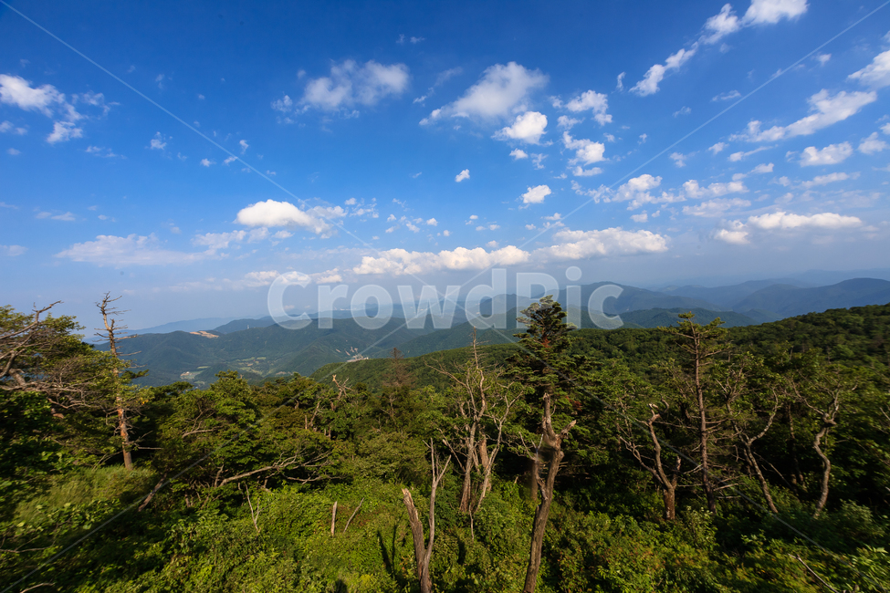 알펜시아,강원도,환경,농촌,구름,숲,공원,맑은,풍경,여름,자연,풍경,nature,landscape,outdoors,옥외