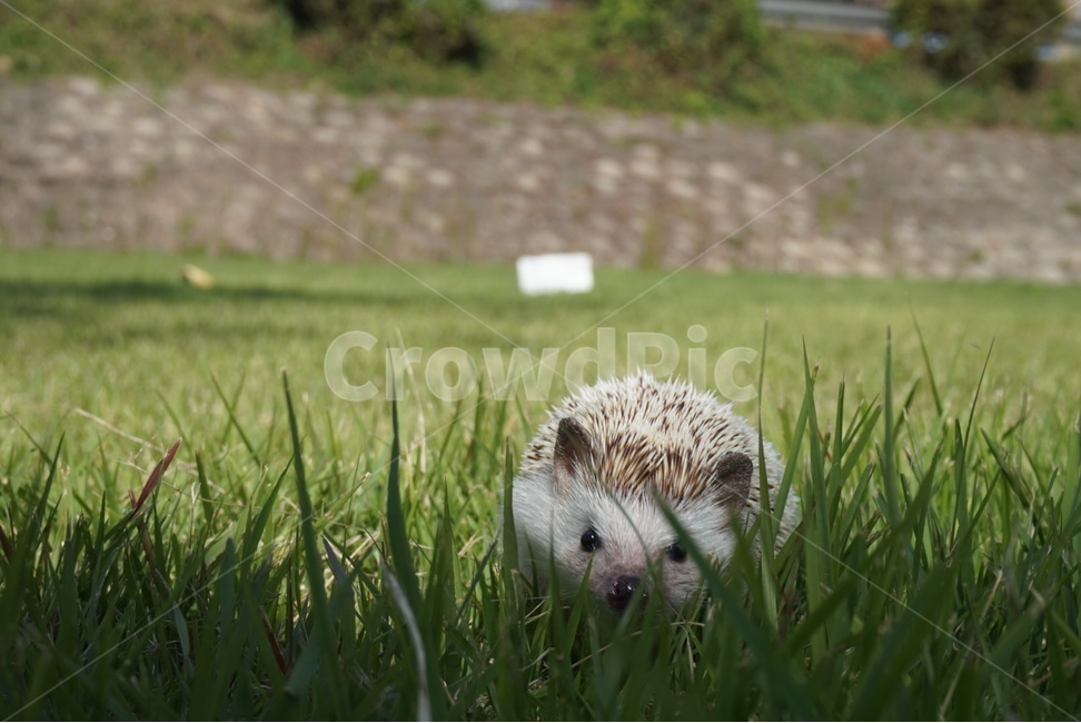 고슴도치,풀숩,hedgehog,동물,한마리,동물,animal,포유류,mammal