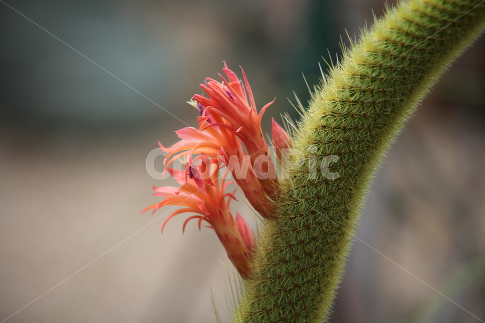 여우꼬리선인장,꽃,온실,선인장,cactus