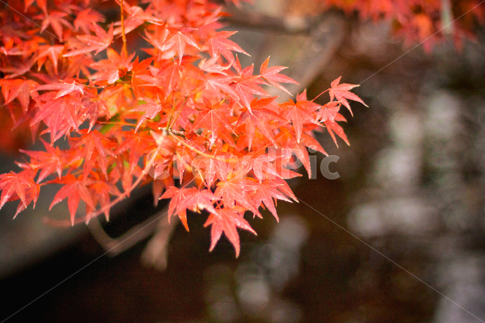 가을,나무,단풍,계절,자연,풍경,단풍나무,낙옆,단풍잎,fall,autumn,seasons,maple,nature,landscape,tree,가을,계절,fall,autumn,season,leaf,잎,plant,식물