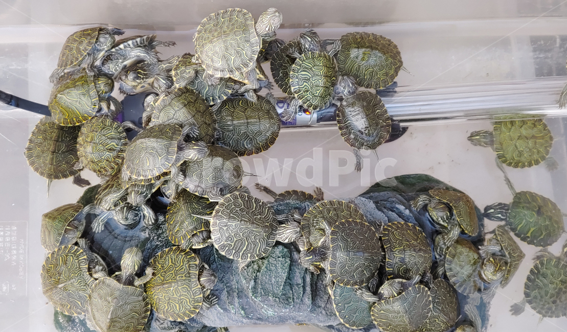 거북이,미니거북이,애완동물,동물,fish,turtle,tortoise,파충류,애기거북이,어항,취미,동물,animal,파충류,양서류,reptile,amphibian