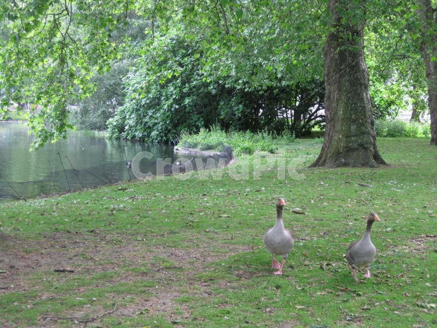 오리,거위,세인트제임스파크,세인트제임스,런던공원,동물,공원,동물,animal,조류,새,birds