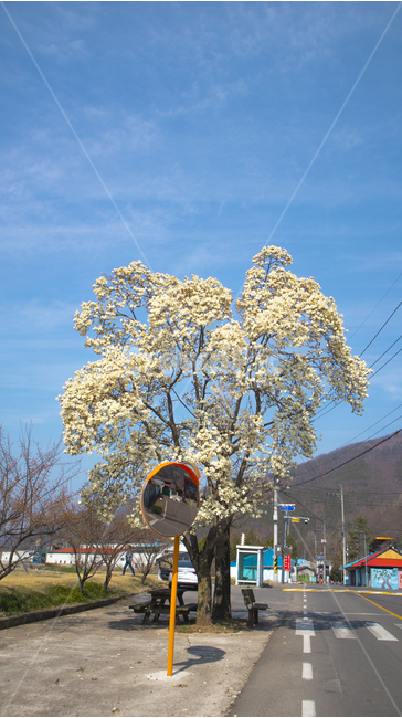 꽃,하늘,식물,flower,꽃잎,blossom,plant,view,landscape,flowers,sky,봄,봄꽃,spring,나무,하얀,시골,길,downtown,white,road