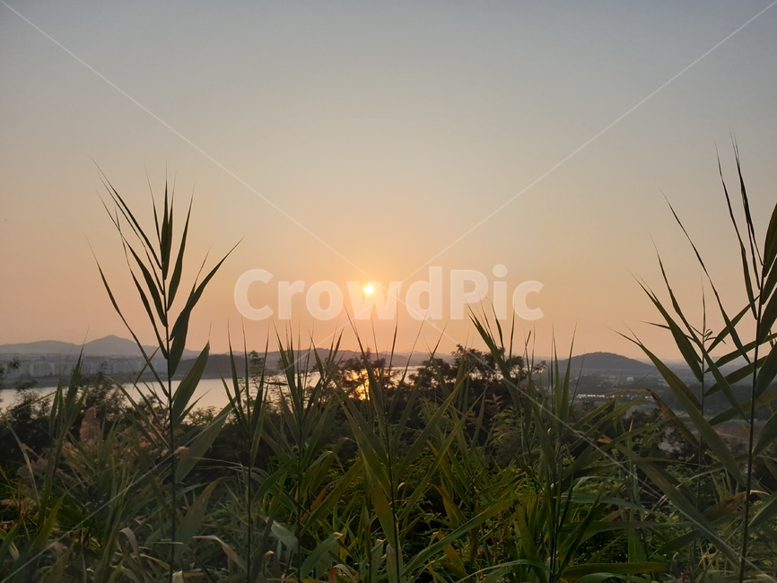 자연,grass,plant,잔디,식물,nature