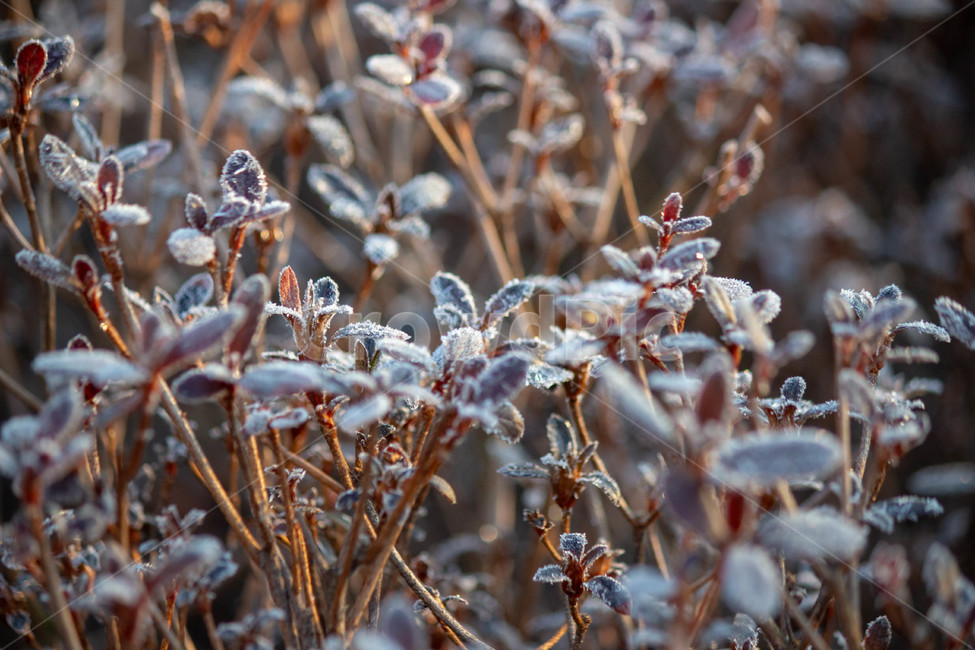 꽃,겨울꽃,살얼음,식물,감성,나무,겨울,계절,winter,season,식물,자연,plants,nature