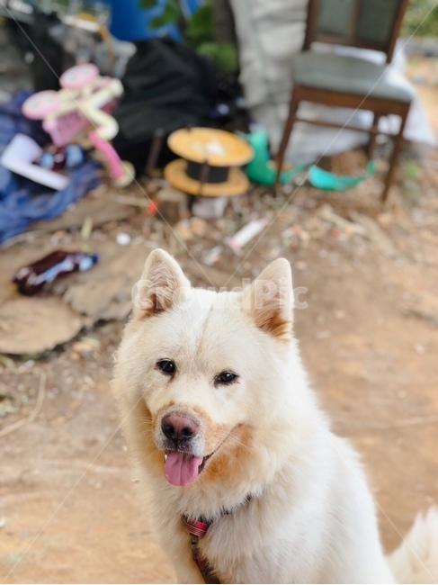 개,강아지,dog,동물,애완동물,애완견,동물,animal,포유류,mammal,개,강아지,dog,doggy