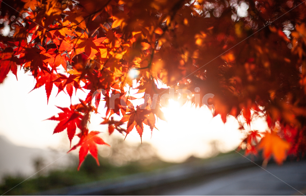 단풍,가을,maple,단풍나무,autumn,fall,가을,계절,fall,autumn,season,plant,식물,leaf,잎,tree,나무