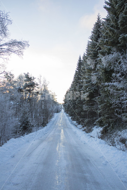겨울,나무,winter,도로,눈,겨울,계절,winter,season,자연,풍경,nature,landscape,tree,plant,식물,fir,전나무,outdoors,옥외