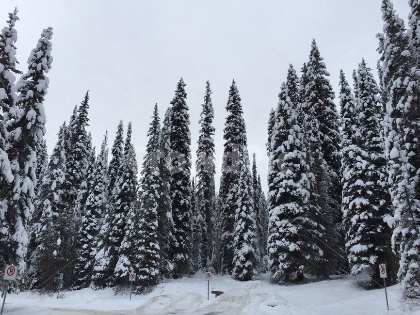 tree,plant,나무,식물,fir,전나무,abies,아비,눈사람,눈쌓인나무,겨울,계절,winter,season,자연,풍경,nature,landscape