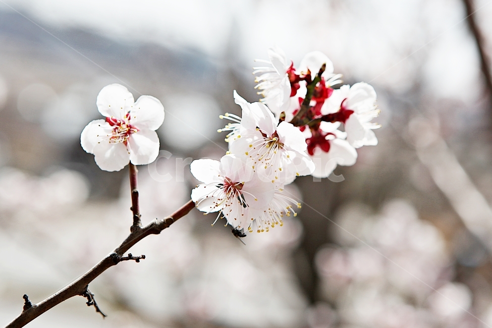 매화,꽃,매화꽃,나무,배경,자연,자연,풍경,nature,landscape,식물,plants,꽃,flower,나무,trees,wood,plant