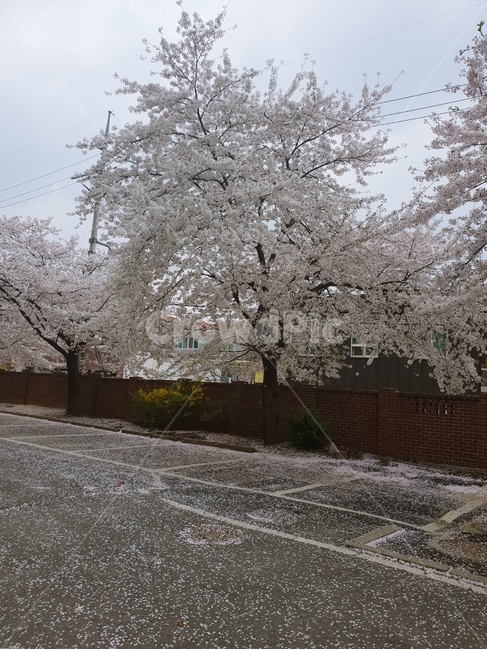 벚꽃,봄,꽃사진,힐링,꽃,봄여행,봄,계절,spring,season,식물,자연,plants,nature,나무,trees,wood