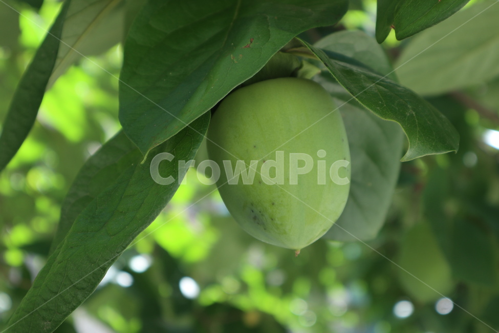 plant,식물,감,초록색,과일,fruit,food,식품,과일,열매,fruit