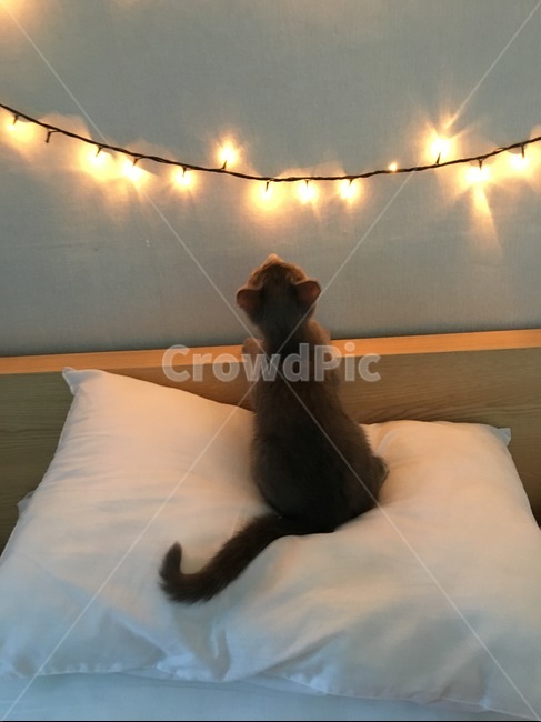 고양이,러시안블루,크리스마스,겨울,아기고양이