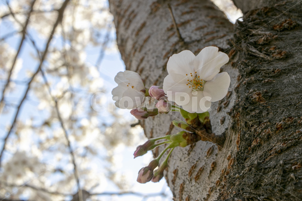 plant,식물,꽃,flower,spring,봄,벚꽃