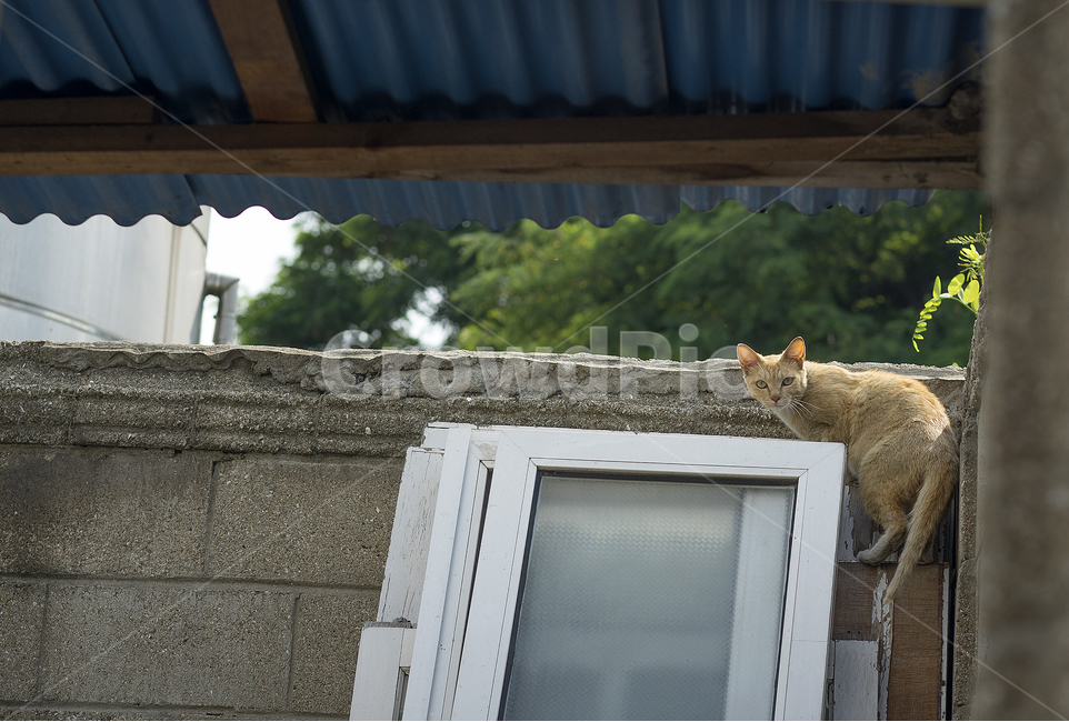 고양이,길고양이,고냥이,골목,동물,동네,애완묘,도둑고양이,동물,animal,포유류,mammal,고양이,cat,kitten,kitty