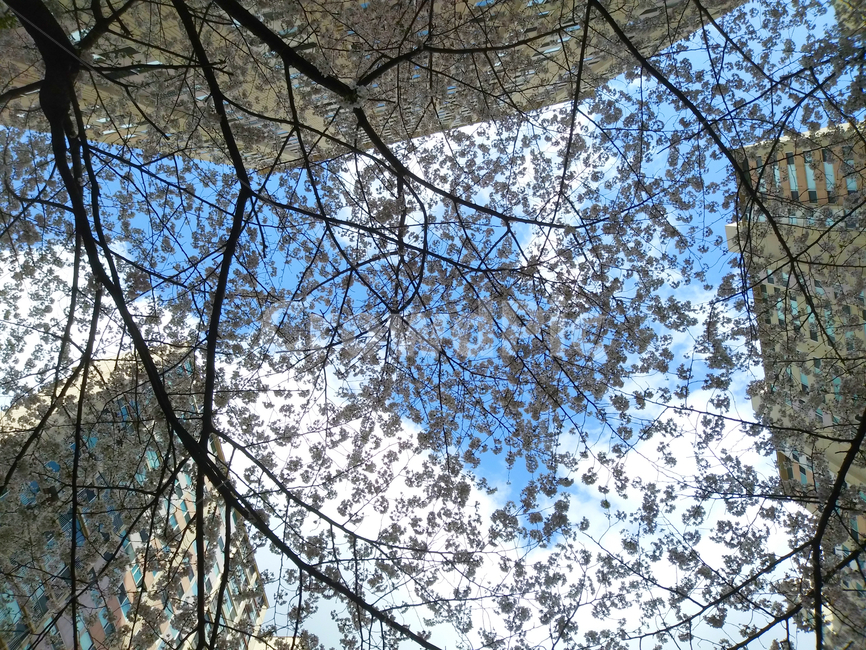 tree,나무,벚꽃,봄,하늘,계절,꽃,나뭇가지,수목,자연,풍경,푸른색,아파트,건물,빌딩,flower,buildings,nature,landscape,blossom