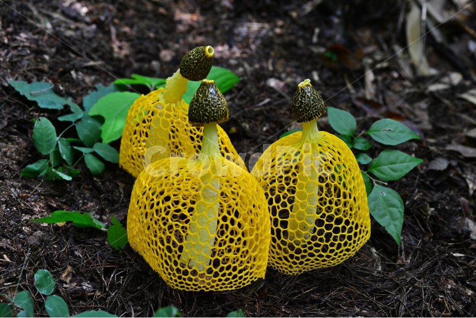 plant,식물,자연,독버섯,버섯,소나무숲,습지,망태버섯,노랑망태버섯,노랑