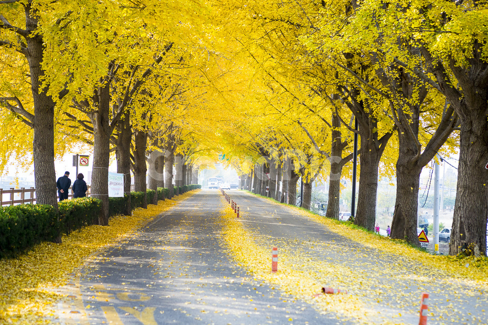 아산곡교천은행나무,곡교천,은행나무단풍,아산명소,곡교천명소,가을,계절,fall,autumn,season,사람,인물,인간,human,person,연인,커플,사랑,lover,couple,tree,나무,plant,식물,road,도로,asphalt,아스팔트