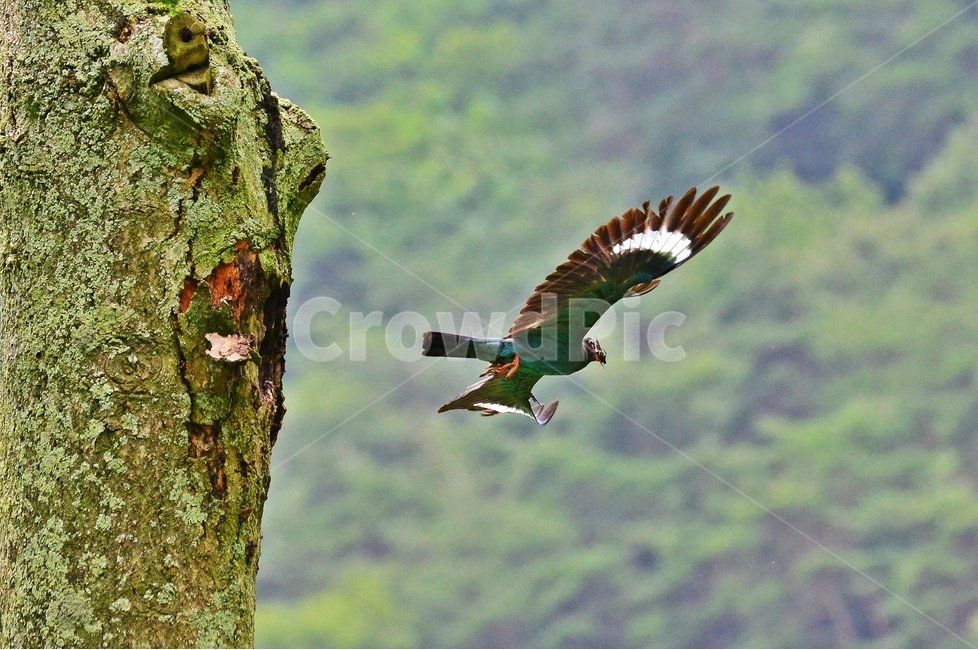 tree,나무,plant,식물,flying,나는,animal,동물,bird,새,파랑새,새집,육추,동물,animal,조류,새,birds