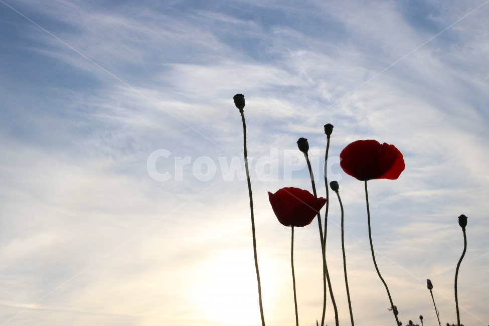 울산,태화강변,양귀비,해질녘,노을,식물,자연,plants,nature,꽃,flower