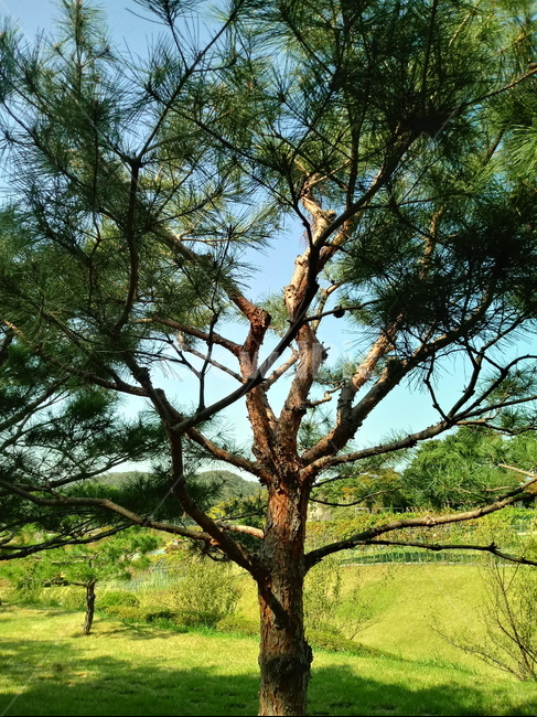 treetrunk,소나무,식물,송유송,여송,자송,청송,상록교목,plant,tree,나무줄기,솔잎,식물,자연,plants,nature,나무,trees,wood