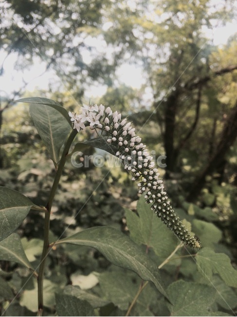 꽃,식물,자연,flower,nature