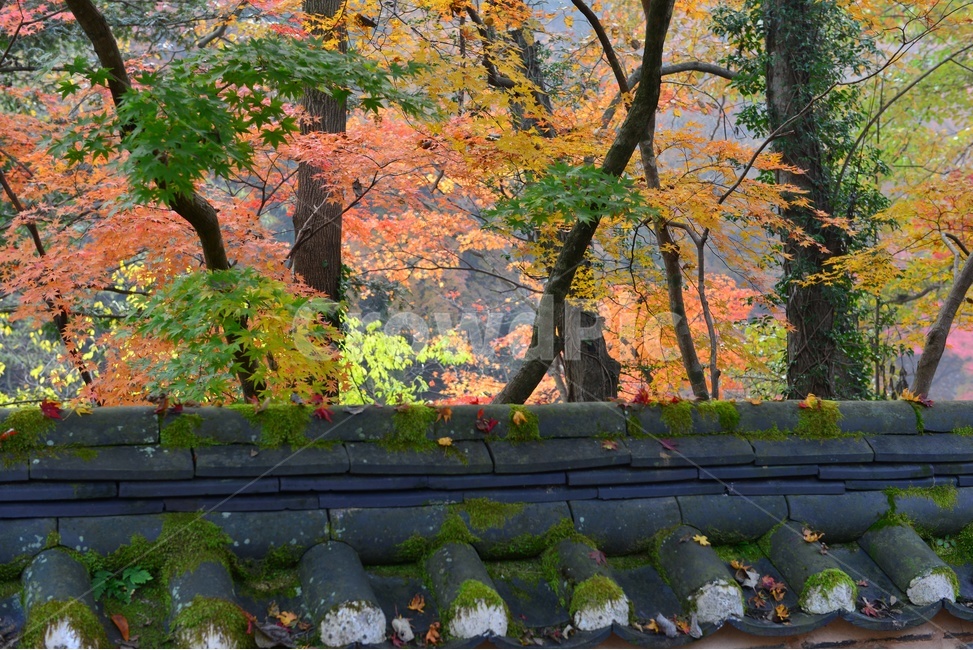 전남,장성,백양사,백양사가을,추색,가을,단풍,단풍잎,계절,담,기와,기와담,treetrunk,나무줄기,nature,자연,outdoors,scenery,풍경,landscape,경치,plant,식물,leaf,잎,tree,나무,maple,가을,계절,fall,autumn,season,자연,풍경,nature,landscape