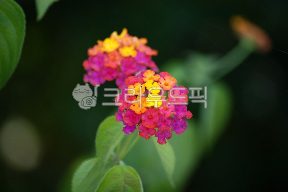 fancy,yellow,cute,summer,small flower,red,lantana,tropicalplant,seven changes,smallflower,pretty,green,lanthana,nature,flower,Red,tropical,plant,tropical plants,colorful