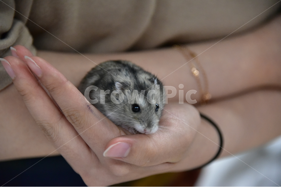 햄스터,동물,애완동물,포유류,펫,귀여움,귀여운,hamsters,mammals,pets,pet,cute,동물,animal,포유류,mammal