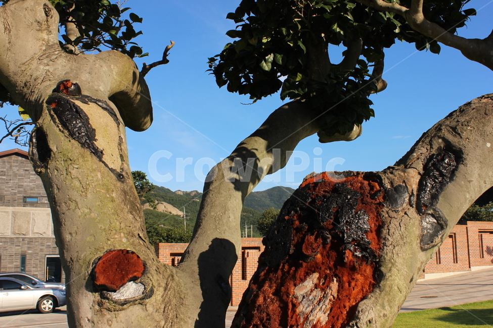 고목,oldtree,정원수,옹이,상처,식물,자연,plants,nature,나무,trees,wood