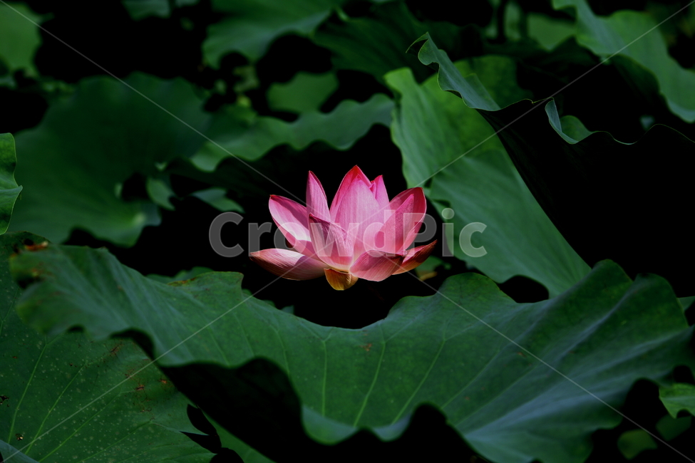연꽃,연꽃잎,연잎,식물,불교,자연,분홍꽃,초록,꽃,식물,자연,plants,nature,꽃,flower