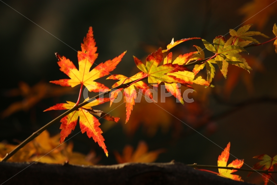 단풍,만추,색채,가을,햇살,가을,계절,fall,autumn,season,식물,자연,plants,nature,감성,sensible,feeling,plant,leaf,잎,tree,나무,maple