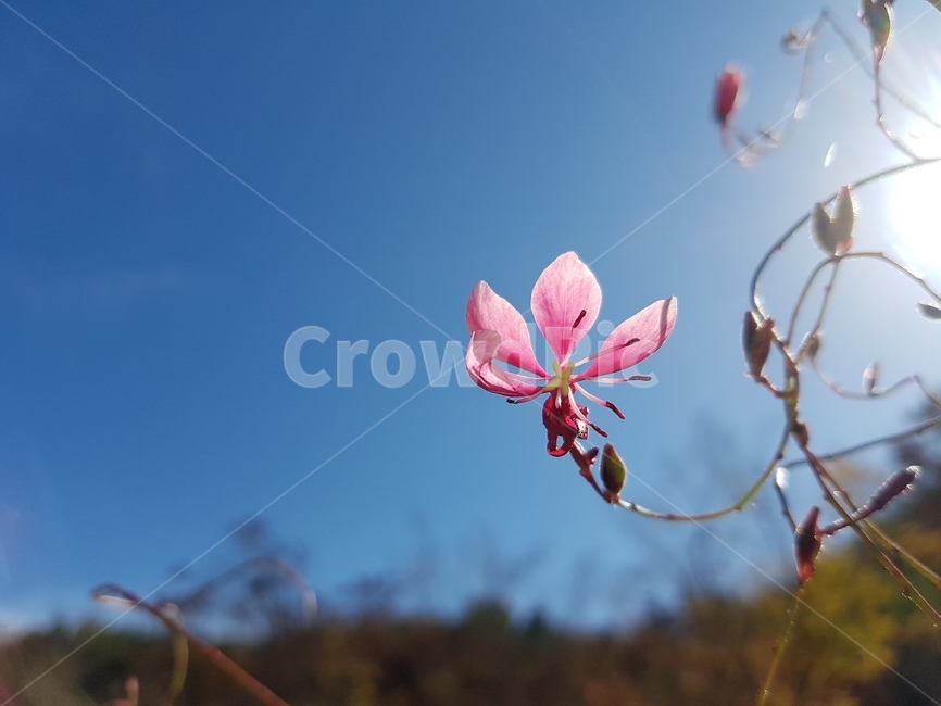 하늘,꽃,분홍바늘꽃,바늘꽃,자연,햇살,식물,plant,식물,자연,plants,nature,꽃,flower