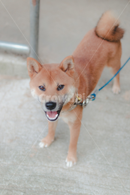 개,시바견,진돗개,강아지,댕댕이,감성사진,동물,동물,animal,포유류,mammal,개,강아지,dog,doggy